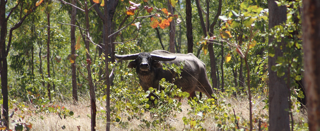 Global Pursuit - Hunts in Australia